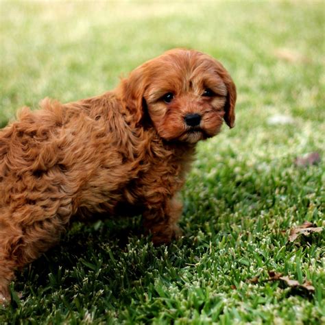 The Cavoodle: An Owner's Guide | Greencross Vets