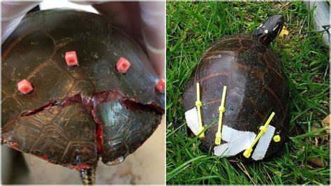 Upstate NY veterinarian goes extra mile to heal turtle with cracked shell - newyorkupstate.com