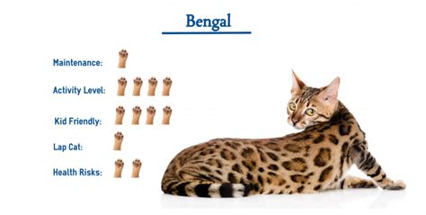 The Bengal Cat Breed… Everything You Need to Know at a Glance!