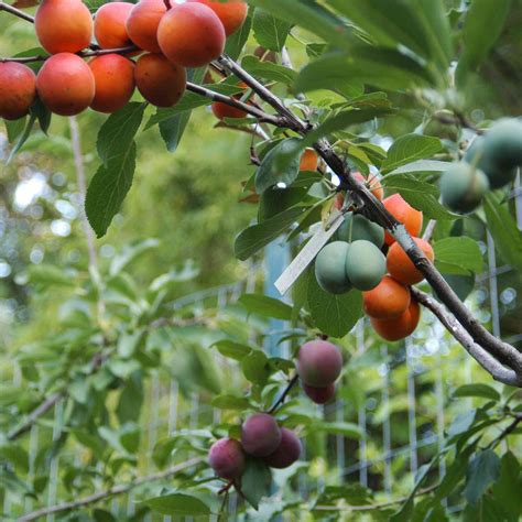 This Gorgeous Tree Grows 40 Kinds of Fruit