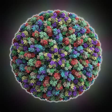 Bluetongue virus capsid Photograph by Science Photo Library - Fine Art ...