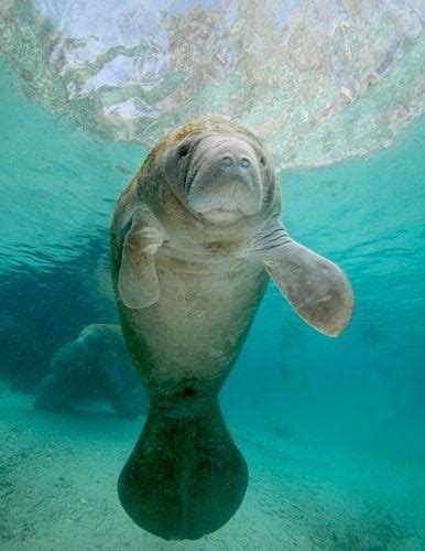 Baby manatees are so cute! : r/aww