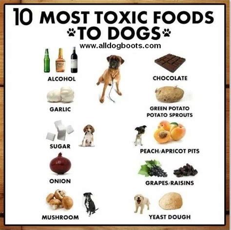 Know which foods dogs should not eat under any circumstance. Dog Health Tips, Pet Health, Health ...