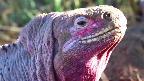 New Group of Critically Endangered Pink Iguanas Found in Galapagos | Inside Edition