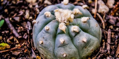 Peyote: The Effects, Usage, and Legality - PsyTech