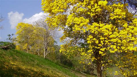 Yellow Poui and log, Pointe-a-Pierre, Trinidad, TT by tobagojo on ...