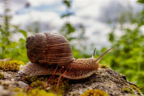 Roman snail - Photo #7916 - motosha | Free Stock Photos