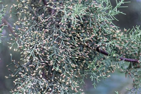 Male Cones of a Cupressus Lusitanica Stock Image - Image of seed, pencil: 112695877