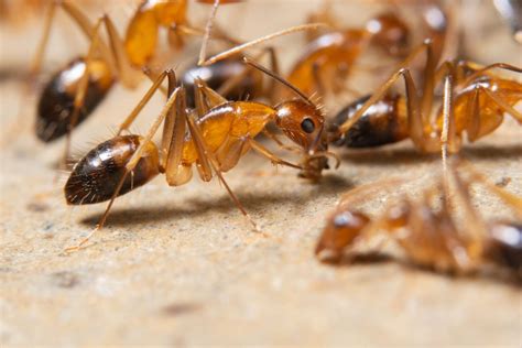 What are Ghost Ants? – Excalibur Pest Control