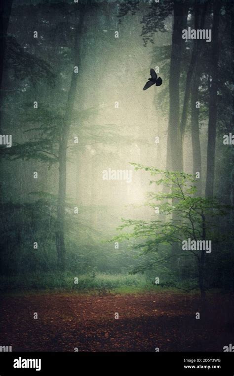 Forest in morning mist Stock Photo - Alamy