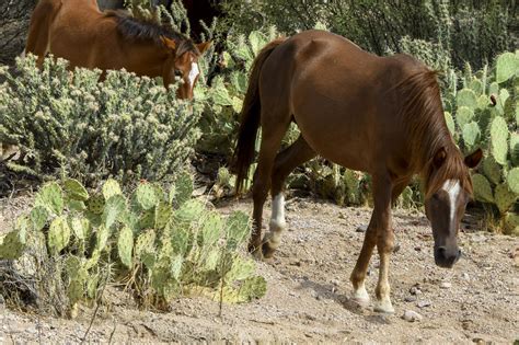 Wild Mustangs Photograph by Marit Runyon - Fine Art America