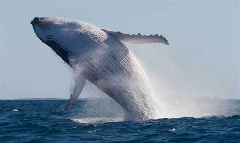 2 Hr Mooloolaba Whale Watching Cruise - Book Now | Experience Oz