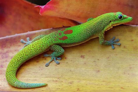 Gold Dust Day Gecko Care Sheet | Reptiles' Cove