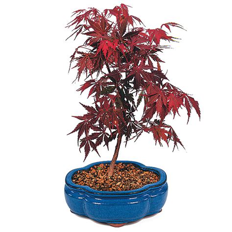 Red Maple Bonsai Tree Care