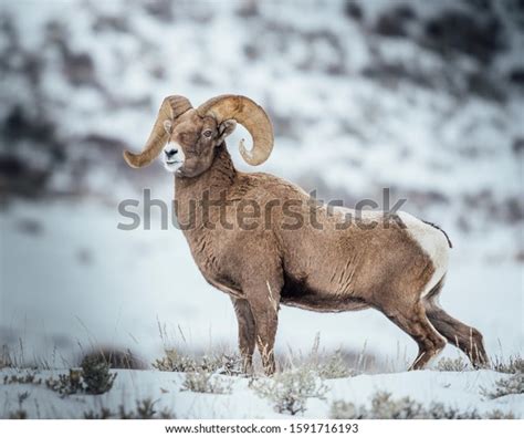 2,912 Hunting Bighorn Sheep Images, Stock Photos & Vectors | Shutterstock