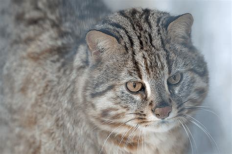 Bengals F1 from the Amur leopard cat | Benaby Cattery