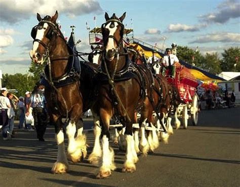 Budweiser Clydesdales