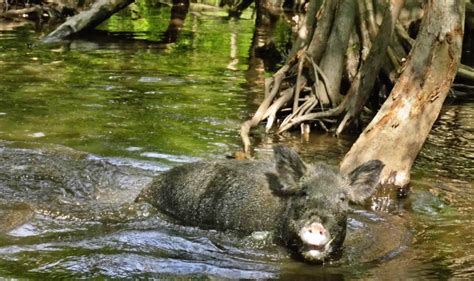 Wildlife in Louisiana: Exploring Honey Island on a Swamp Tour • Globonaut