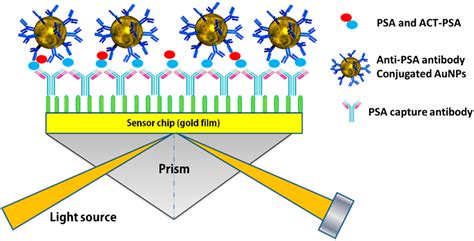 Sensors | Free Full-Text | Surface Plasmon Resonance: A Versatile Technique for Biosensor ...