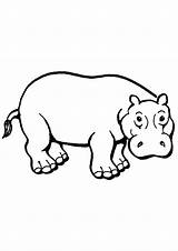 Coloring Pages  Hippo Sheet For Kids sketch template
