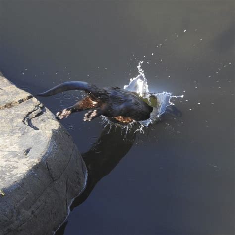 A fun look at a River Otter, as photographed by Eric Zetterholm ...