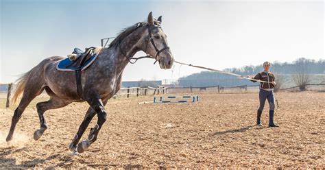 5 Best Tips to Train Your Horse