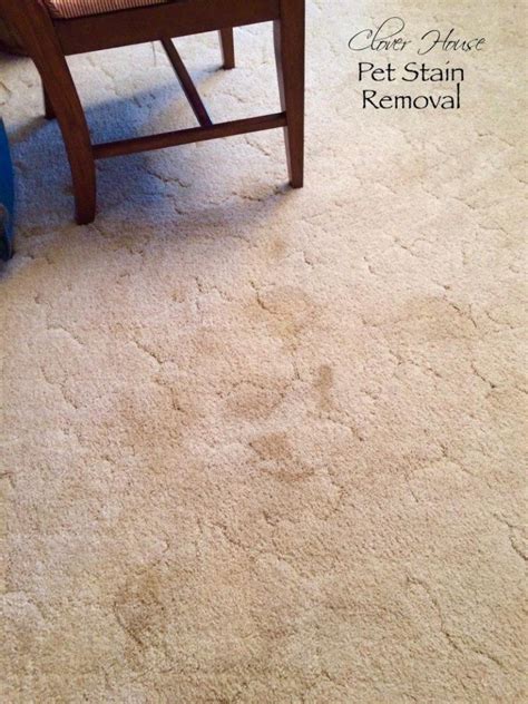 Remove Pet Stains From Carpet For Good By Making This Simple Solution ...