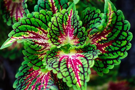 How to Grow and Care for Coleus