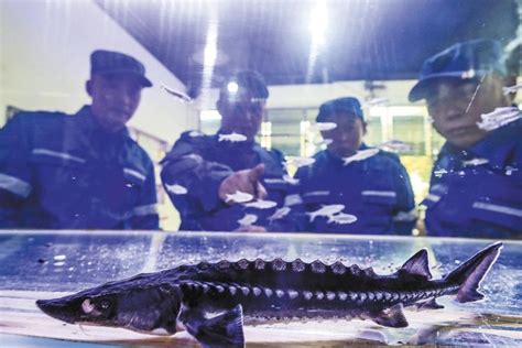 'Extinct' Yangtze sturgeon making a comeback - Chinadaily.com.cn