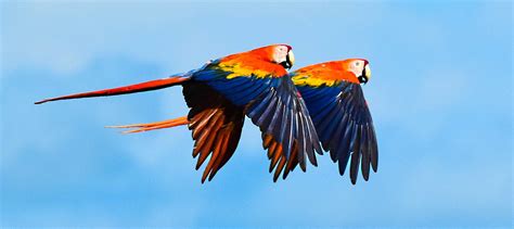 USFWS to list scarlet macaw subspecies as endangered - The Wildlife Society