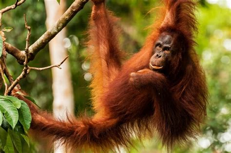 28 Incredible Borneo Animals and the Best Places to See Borneo Wildlife