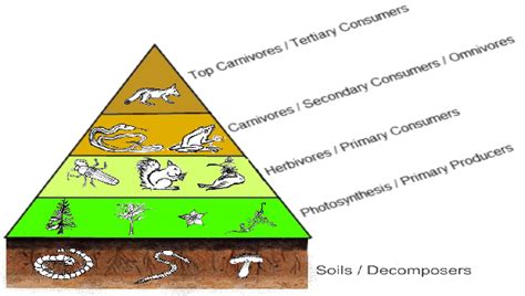 Secondary Consumer Definition, Examples & Food Chain - Lesson | Study.com