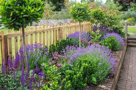 Stunning Osteospermum Companion Plants - unimevet-cerdosypollos