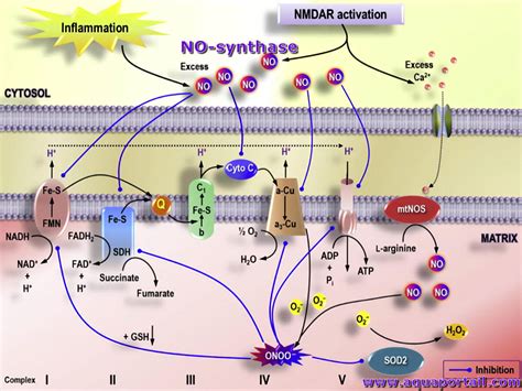 NO-synthase : définition et explications