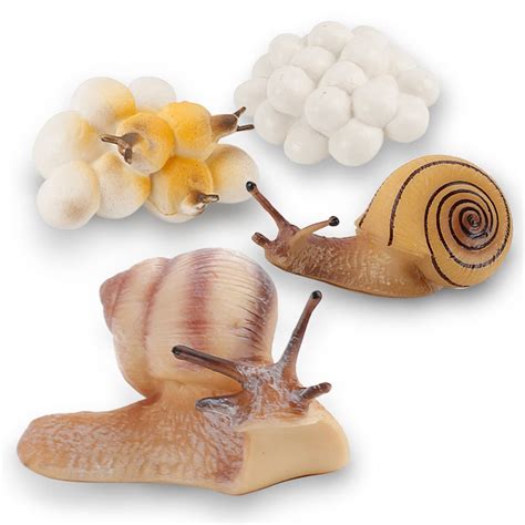 Buy Snail Life Cycle of Snail Toys Life Cycle Figures Set Realistic ...