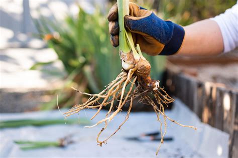 How to Plant Iris Rhizomes