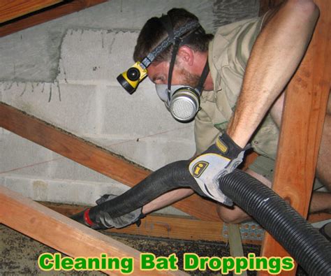 How To Clean Bat Guano, Urine, Waste, Droppings, Poop