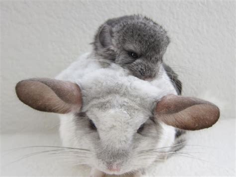 chinnie snuggle | Chinchilla cute, Chinchilla, Animals beautiful