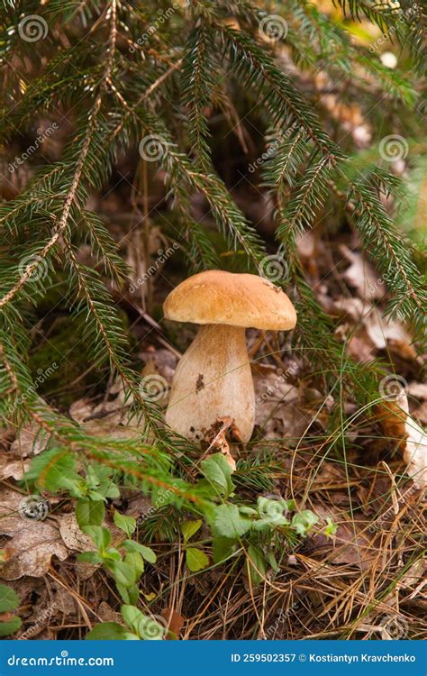 Porcini Mushroom Growing in Pine Tree Forest at Autumn Season Stock ...