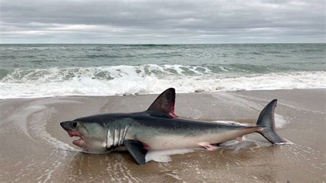 Dead shark found washed up on Cape Cod beach - Boston News, Weather, Sports | WHDH 7News