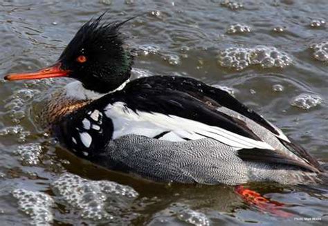 Red-breasted Merganser | Types of Ducks & Geese