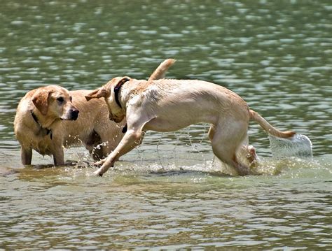 Dogs Playing in Water Photograph by Susan Leggett - Fine Art America