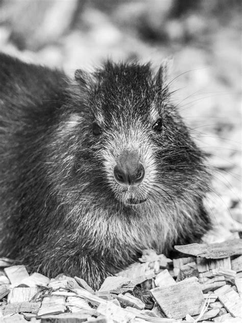 Desmarests Hutia or Cuban Hutia, Capromys Pilorides. Endemic Rodent from Cuba, Central America ...