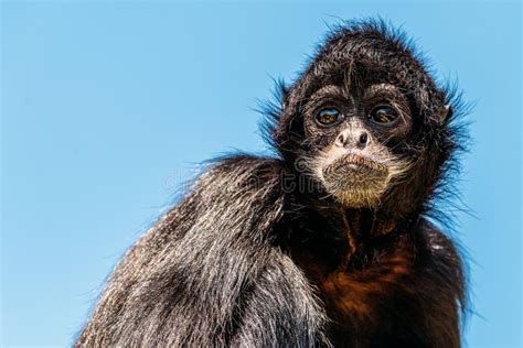 Black-Headed Spider Monkey stock photo. Image of closeup - 105774128