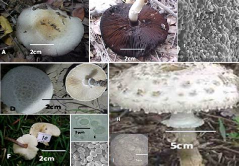 Agaricus silvicola (A-C), Chlorophyllum molybdites (D-E), Lepiota ...