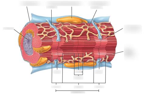 3 - Components of Cardiac Muscle Fibers Diagram | Quizlet