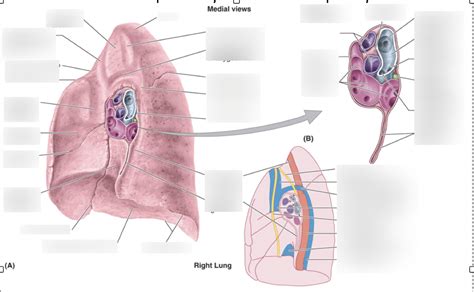 Root of lung Diagram | Quizlet