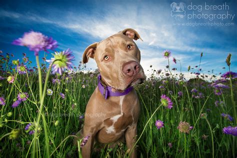 dog-breath-photography-kaylee-greer-39-cotw – Campaigns of the World®