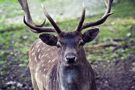 Portrait of Male Deer with Antlers in Natural Environment Stock Image ...