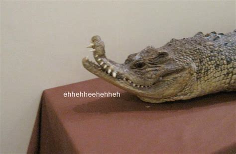 [Image - 895022] | Laughing Lizard / hhhehehe | Know Your Meme